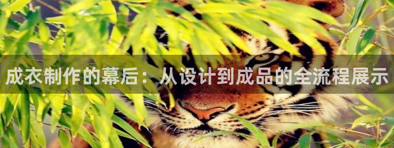 天辰娱乐官